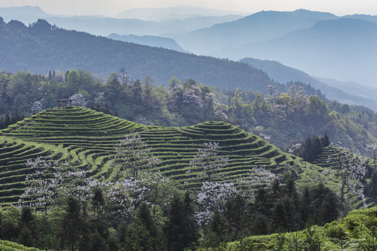 蜿蜒茶山泡桐花茶山风光