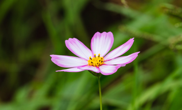 格桑花