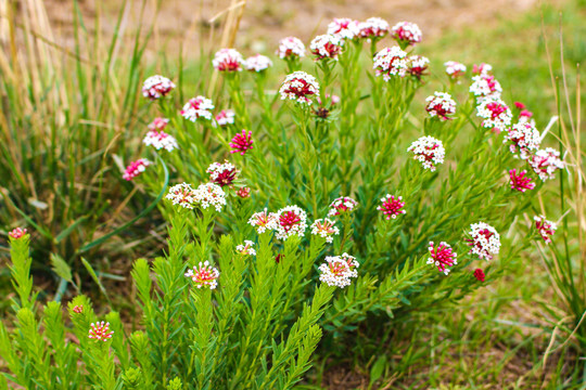 狼毒花