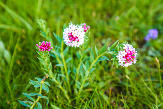 狼毒花