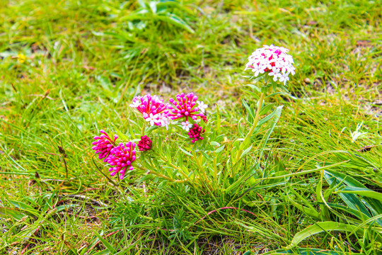 狼毒花