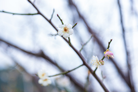 青梅花