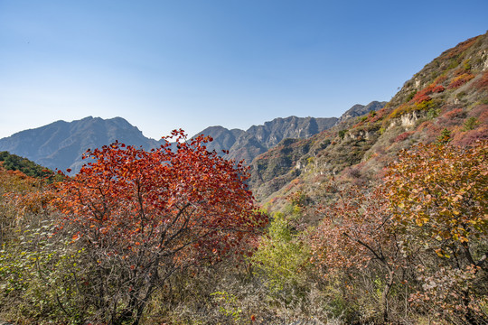 河北白银坨秋季风光