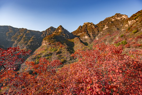 白银坨秋景