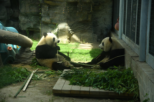 北京大熊猫