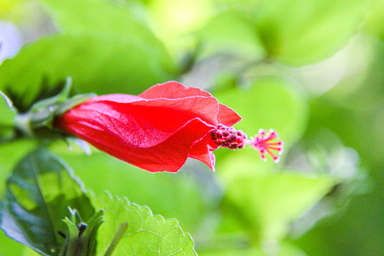 垂花悬铃花