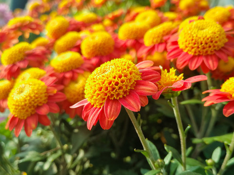 菊花