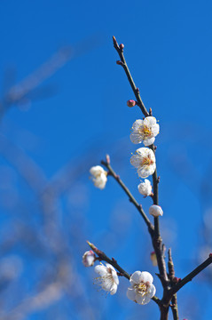 梅花