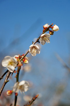 梅花