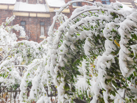 冬雪