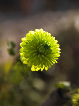 菊花