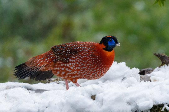 重庆金佛山珍稀鸟类雪中觅食