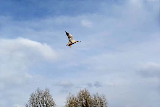 蓝天中一只展翅高飞的赤麻鸭