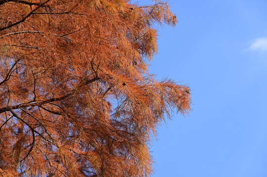 蓝天下深秋的棕红色水杉