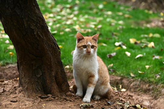 公园树旁坐着一只黄白色野猫