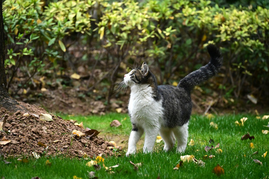 公园草地上侧身的一只狸花猫