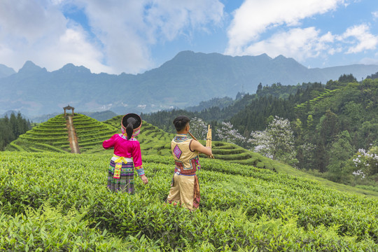 蓝天白云蜿蜒茶山自然风光