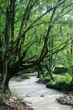 小河