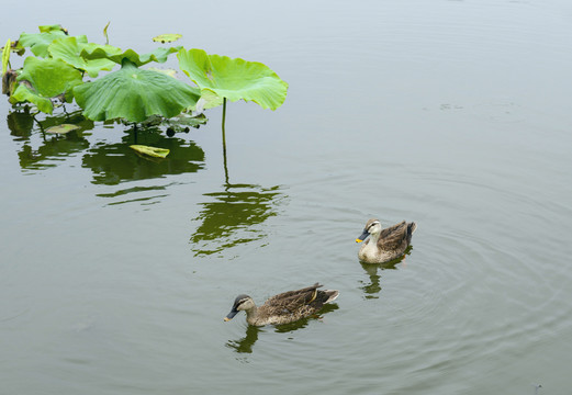 鸳鸯