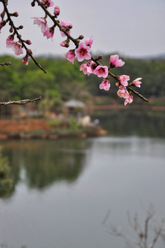 桃花