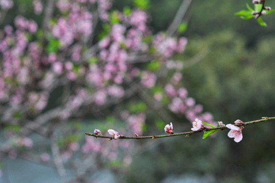 桃花
