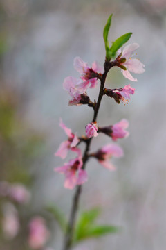 桃花