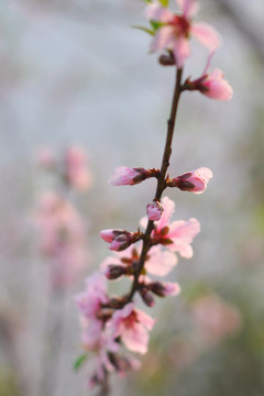 桃花