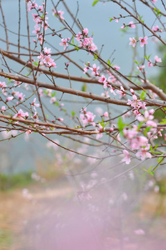 桃花