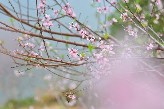 桃花