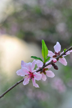 桃花