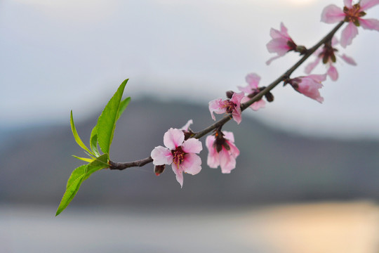 桃花