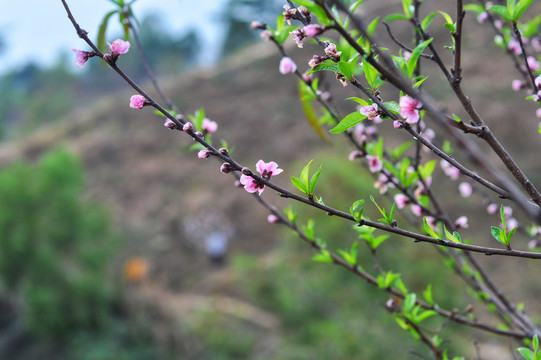 桃花