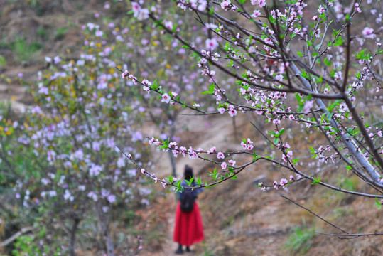 桃花