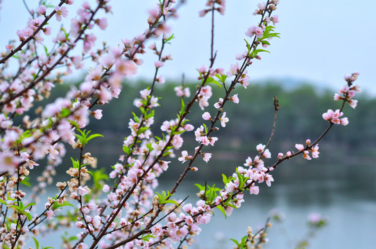 桃花