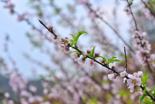 桃花