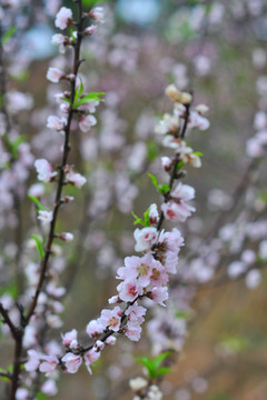 桃花