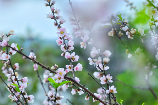 桃花