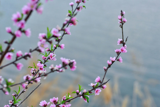 桃花