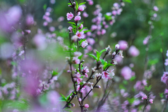 桃花