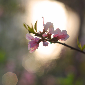 桃花