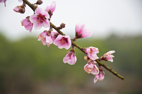 桃花