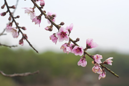 桃花