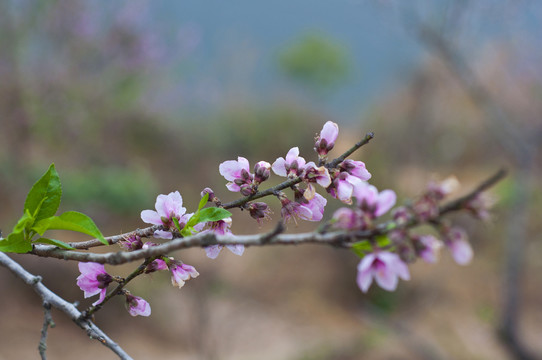 桃花