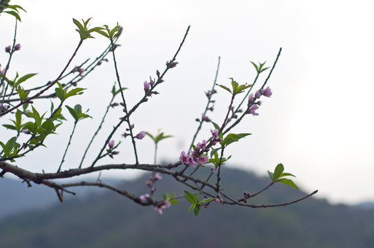 桃花