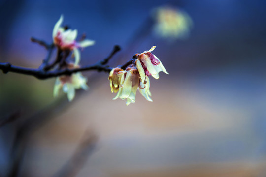 清新脱俗腊梅花