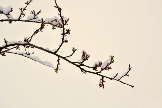 李花雪