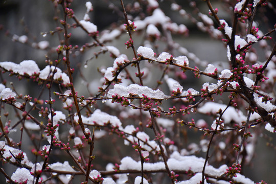 梅花雪