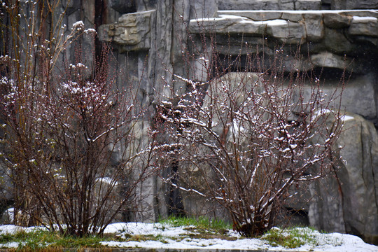 梅花雪