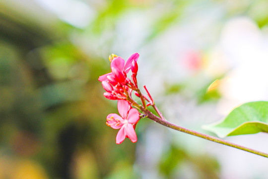 鸡蛋花