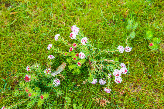 狼毒花